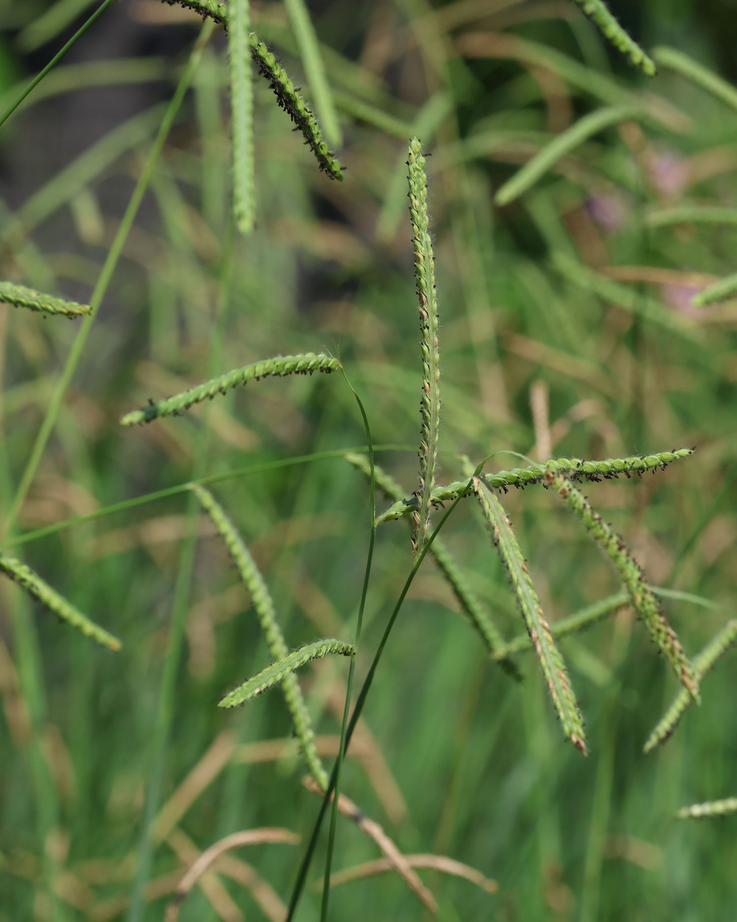 Hot Topic on the Horizon: Hard-to-Control Weeds 42
