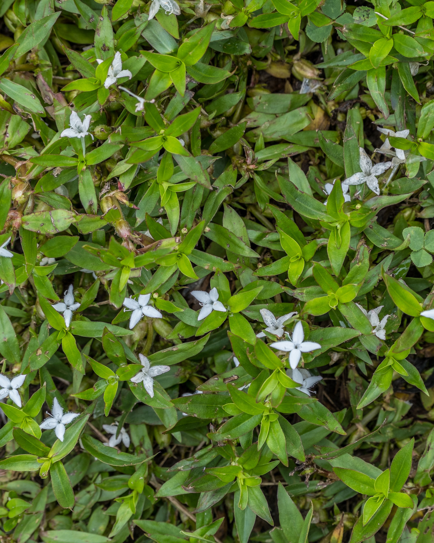 Hot Topic on the Horizon: Hard-to-Control Weeds 40