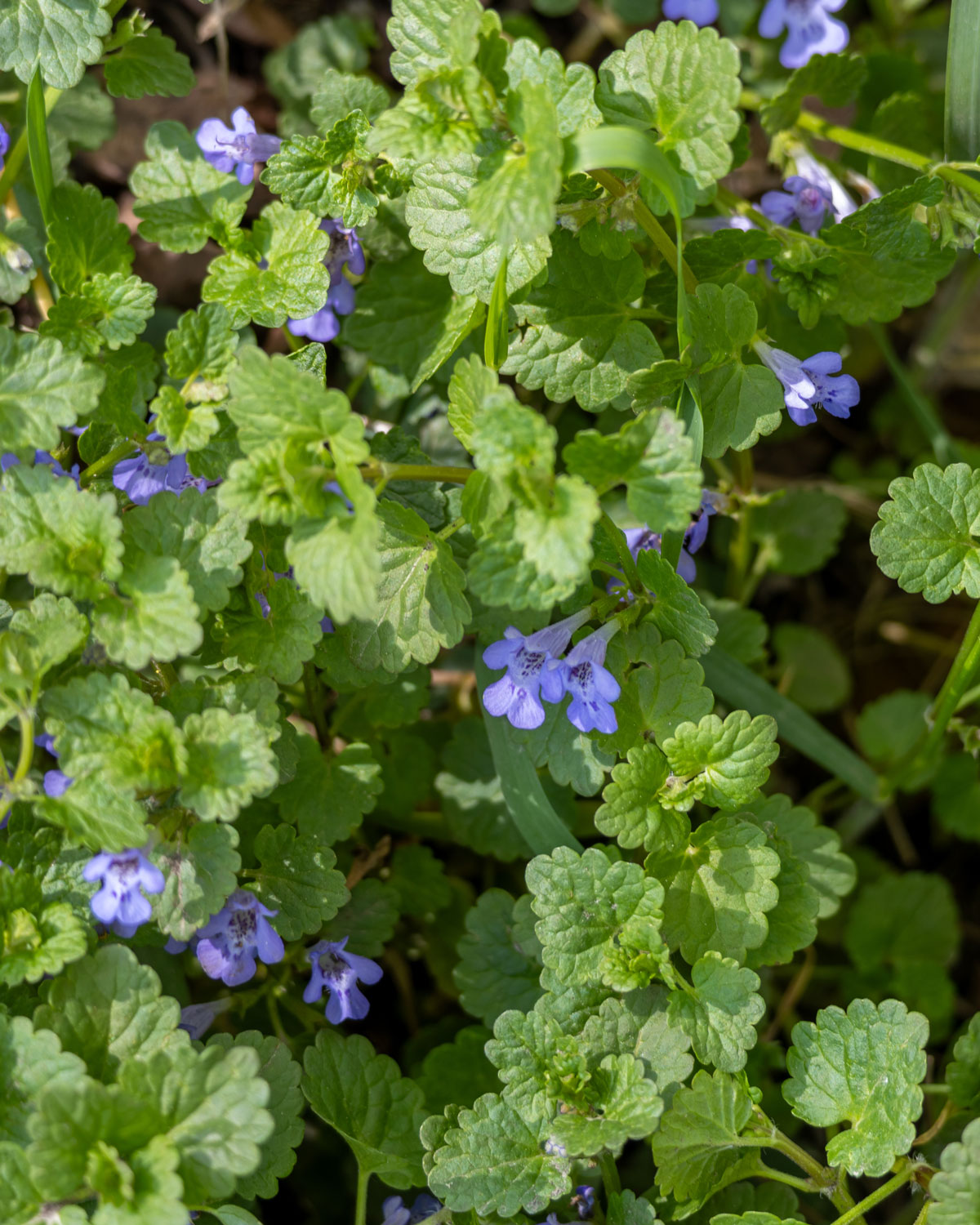 Hot Topic on the Horizon: Hard-to-Control Weeds 38