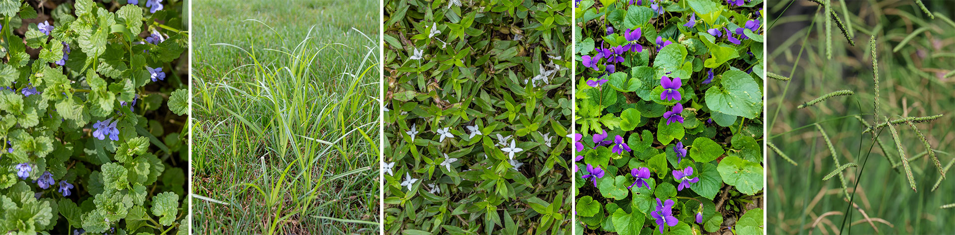 You are currently viewing Hot Topic on the Horizon: Hard-to-Control Weeds