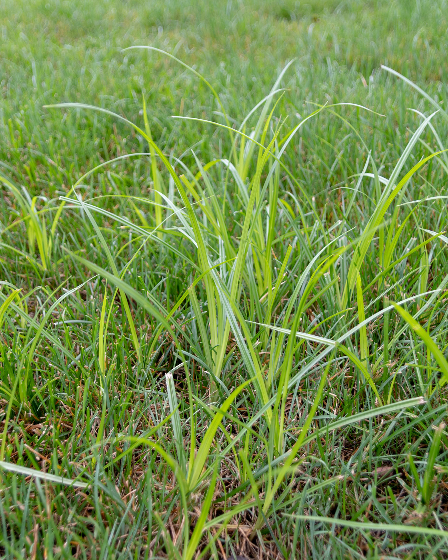 Hot Topic on the Horizon: Hard-to-Control Weeds 39