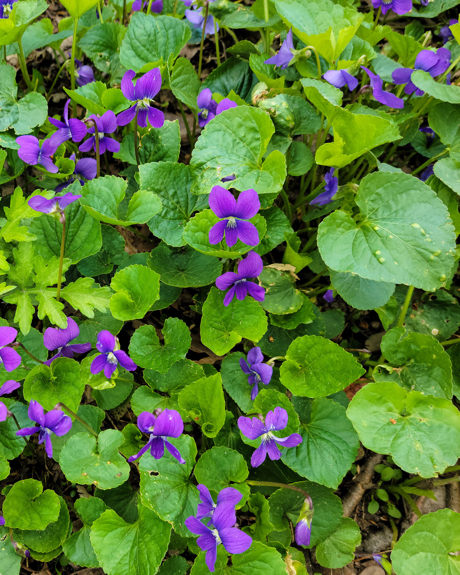 Hot Topic on the Horizon: Hard-to-Control Weeds 41