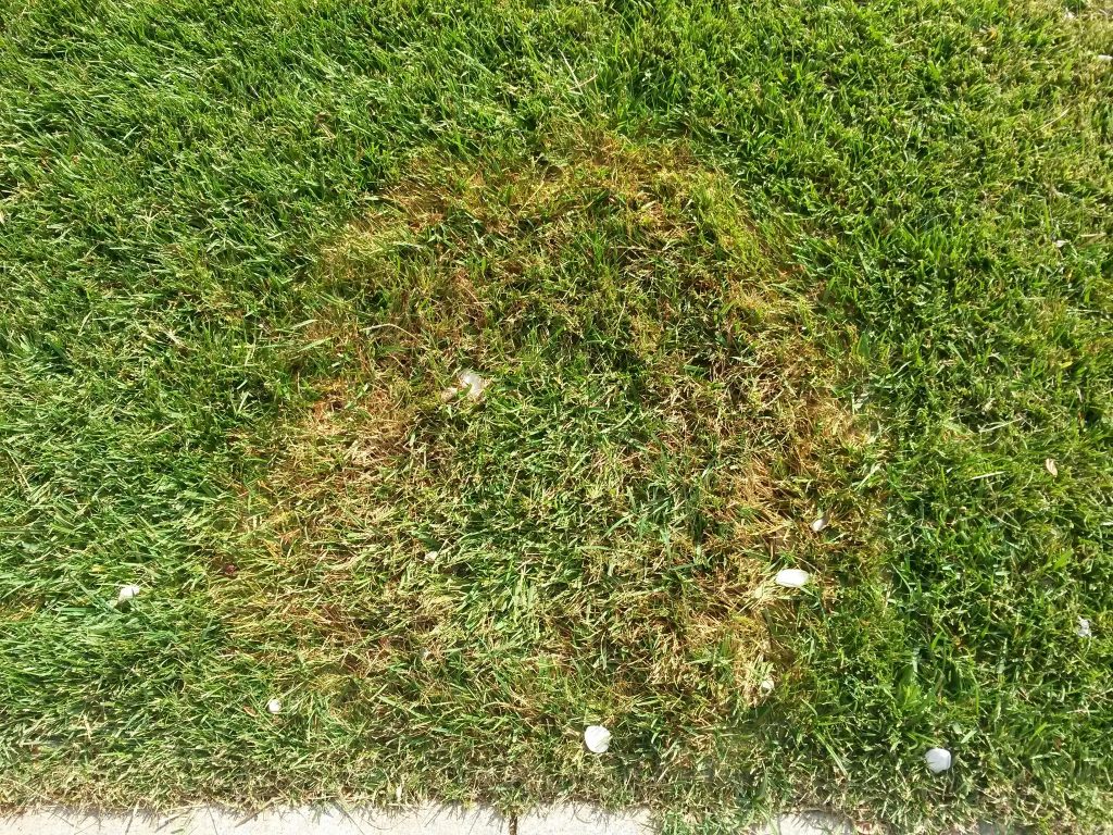 Hot Topic on the Horizon: Fungal Lawn Diseases 31