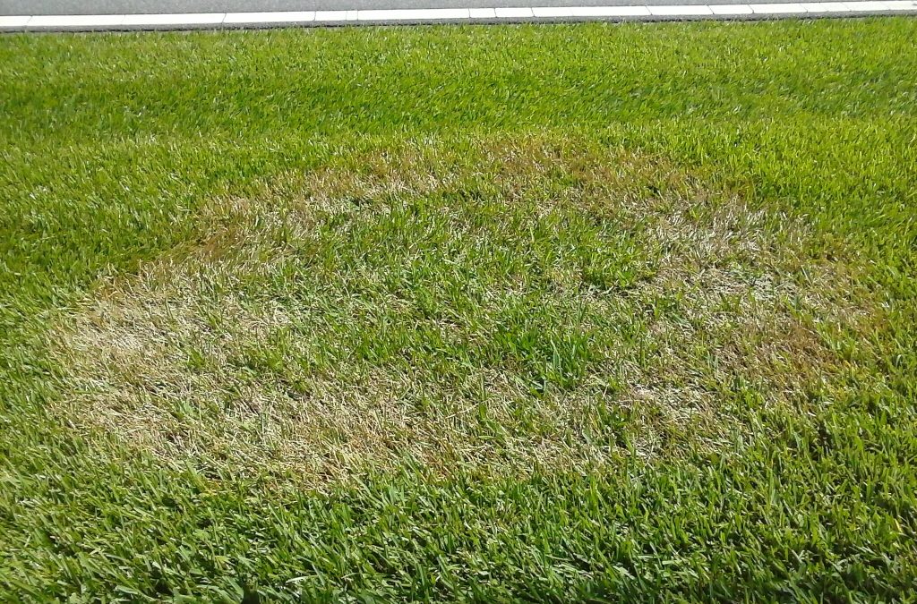 Hot Topic on the Horizon: Fungal Lawn Diseases 32