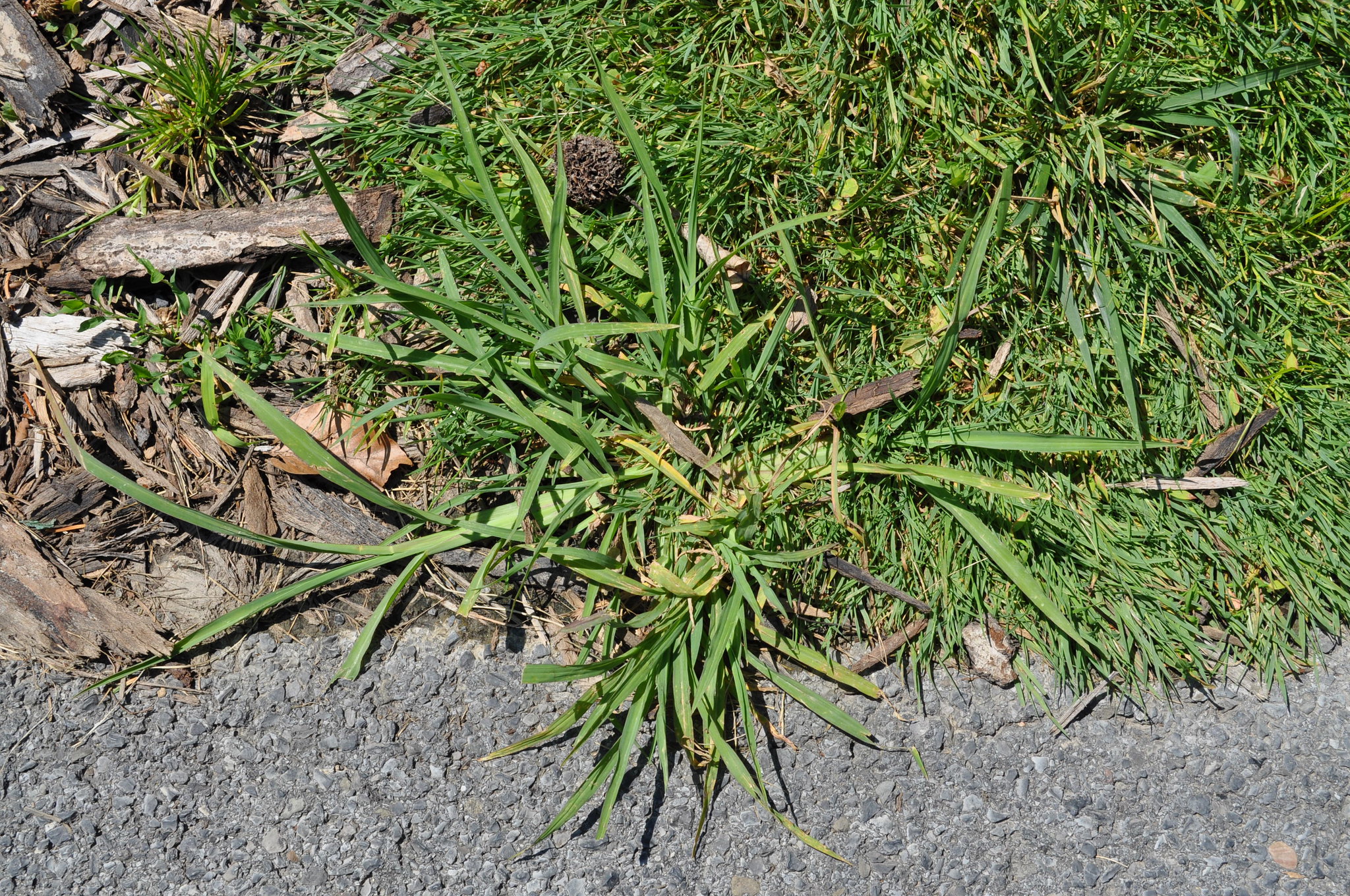 Read more about the article Crabgrass: A Truly Pesky Weed!