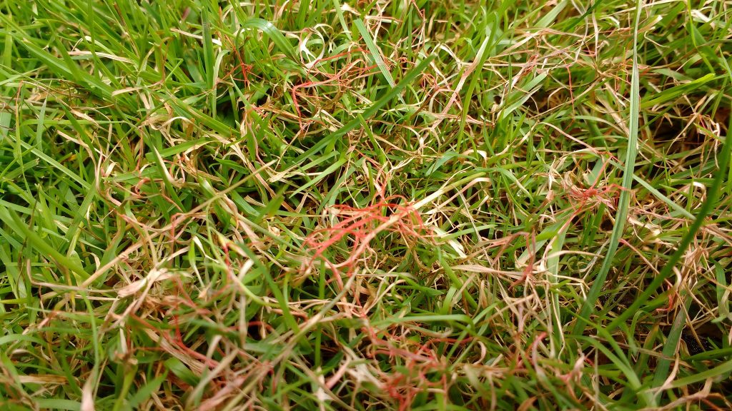 Hot Topic on the Horizon: Fungal Lawn Diseases 29