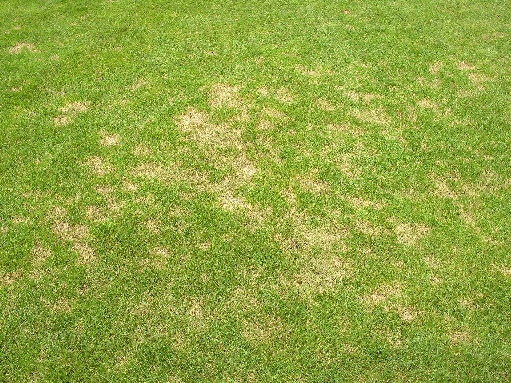Hot Topic on the Horizon: Fungal Lawn Diseases 30