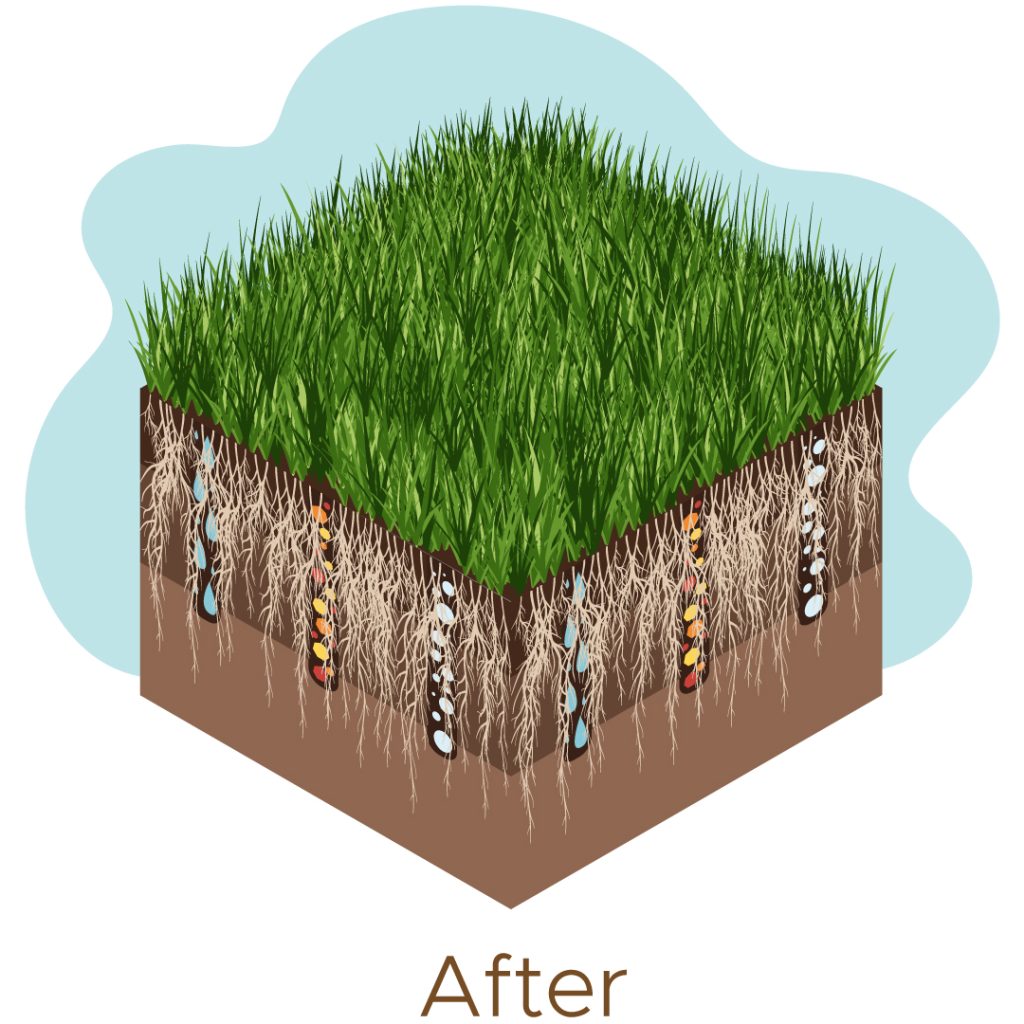 Revive Your Lawn: The Power Duo of Aeration and Overseeding 19