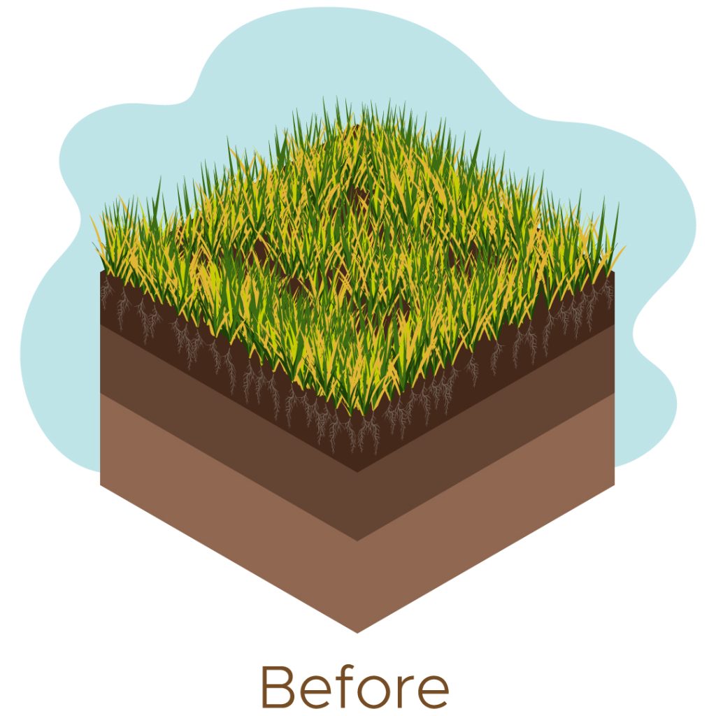 Revive Your Lawn: The Power Duo of Aeration and Overseeding 17