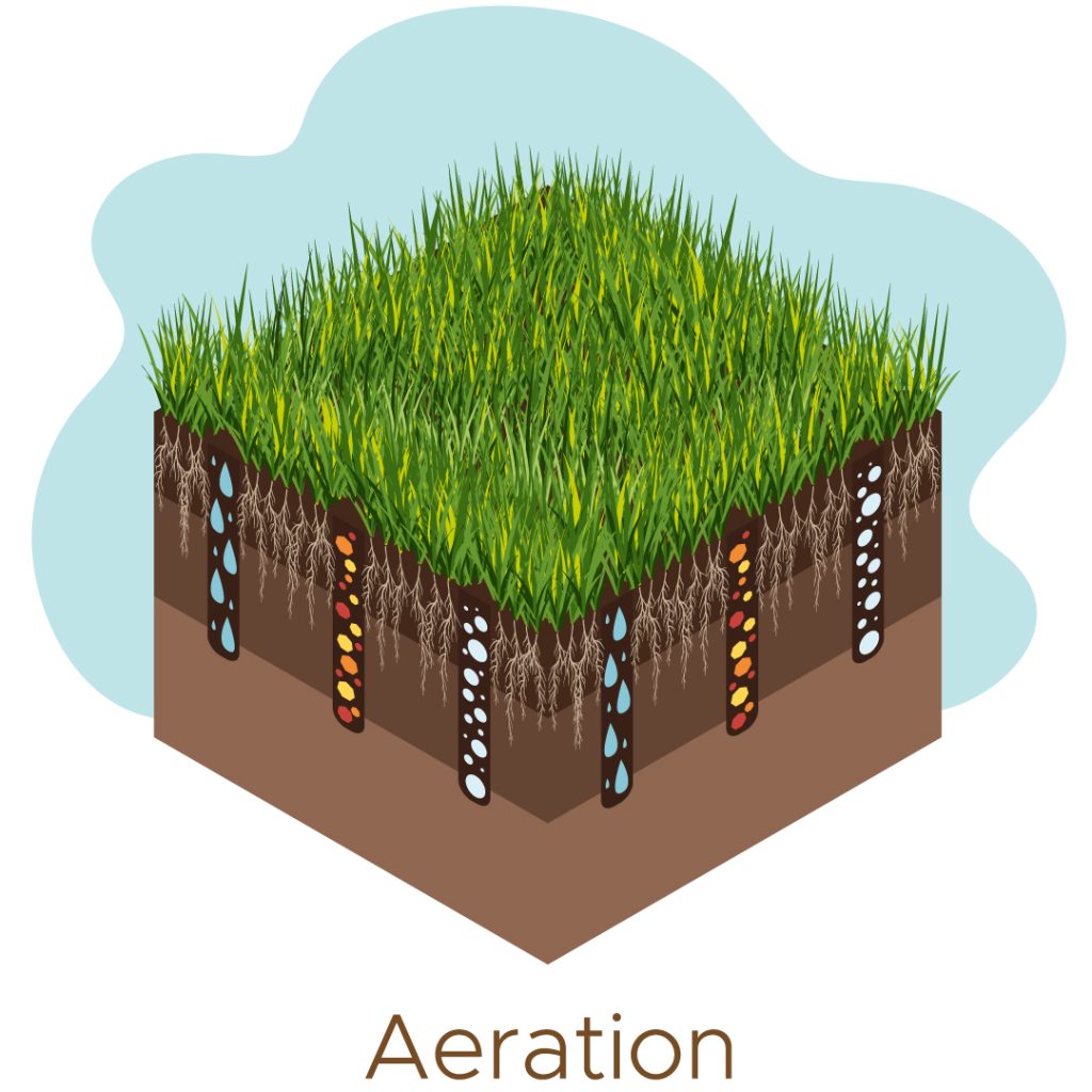 Revive Your Lawn: The Power Duo of Aeration and Overseeding 18