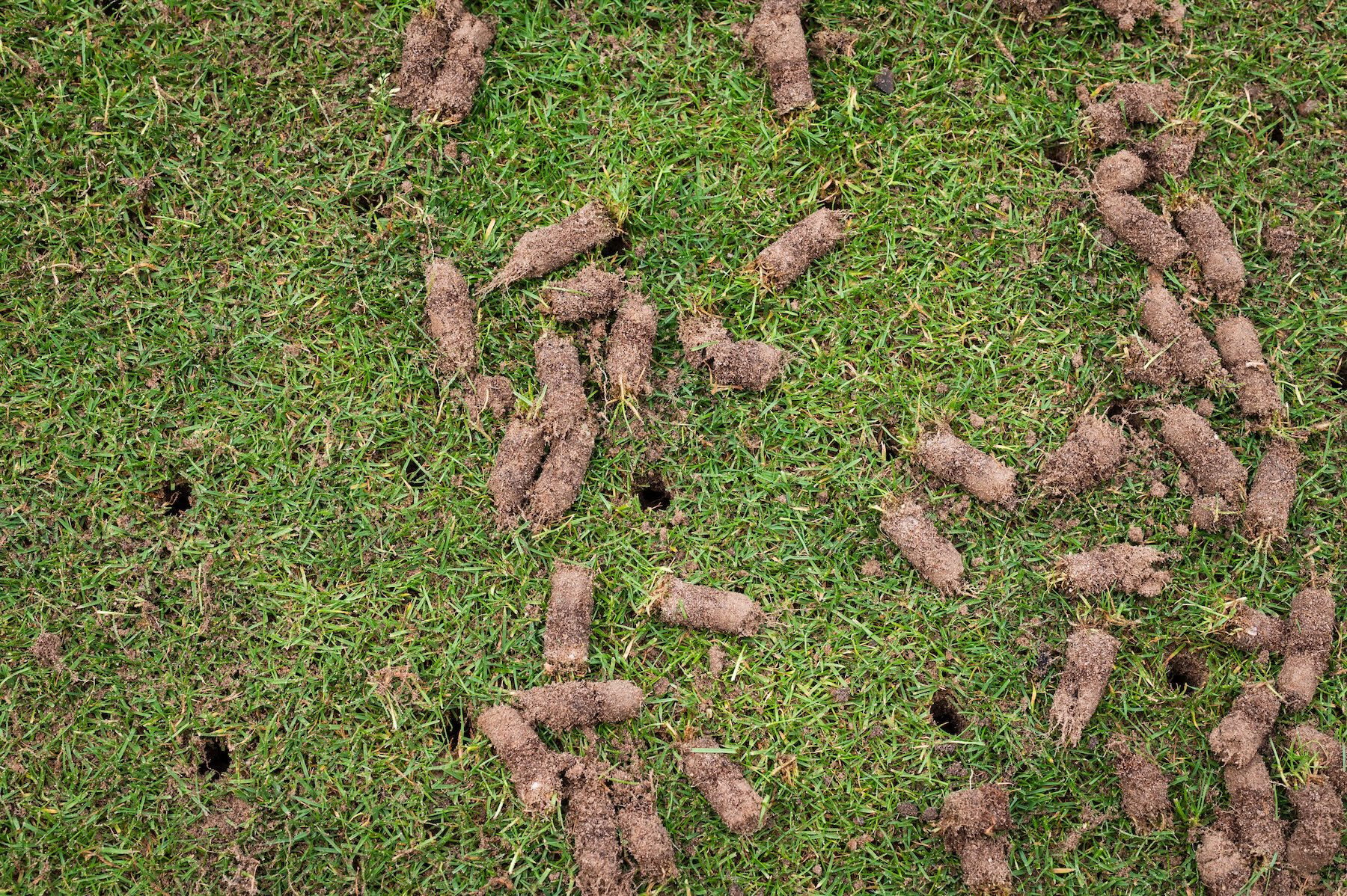 Autumn in Virginia: The Best Time to Rebuild a Lush Lawn 10