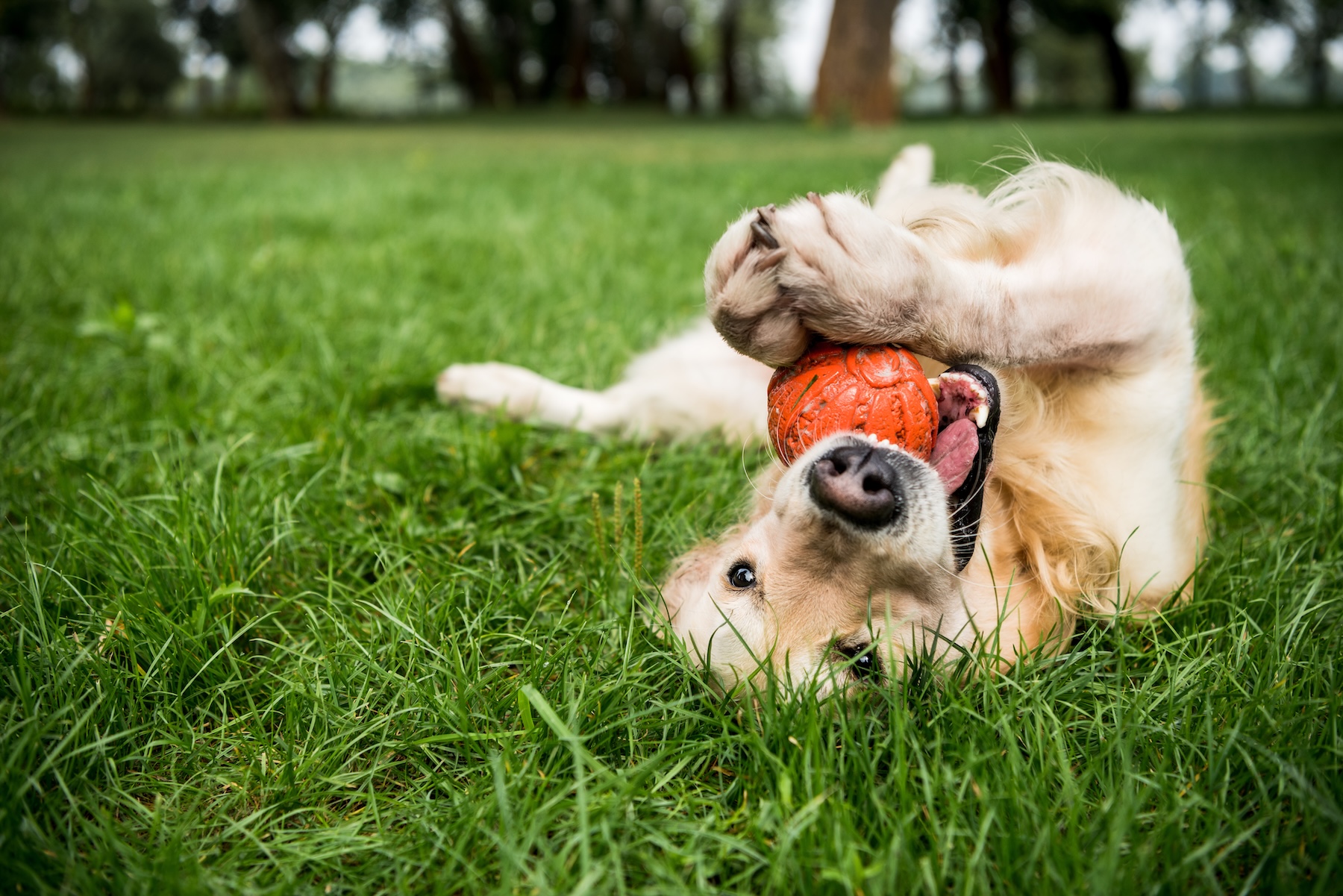 How to Care for your Lawn this Autumn 5