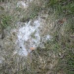 Snow Mold?  What is this?