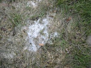 Read more about the article Snow Mold?  What is this?