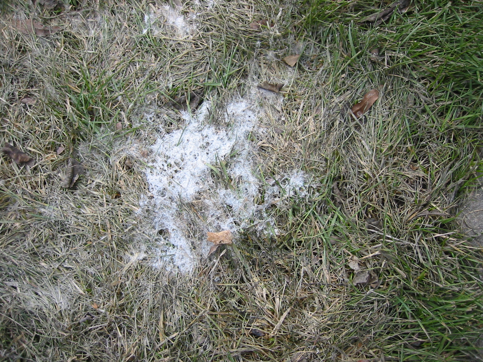 You are currently viewing Snow Mold?  What is this?