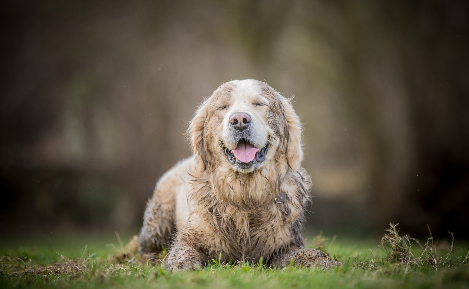 You are currently viewing April Showers & Lawn Care: What Spring Rain Really Means for Your Yard