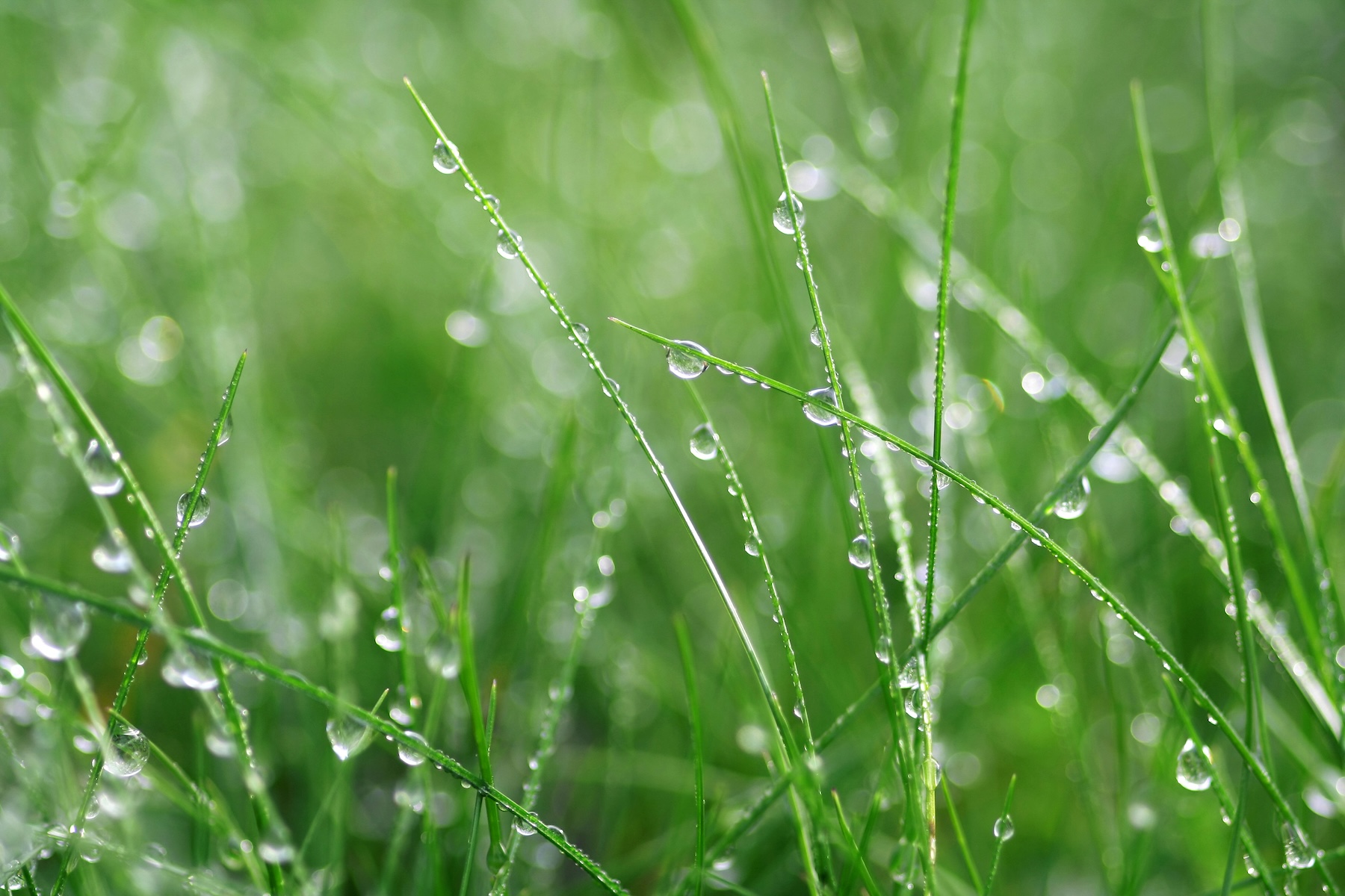 April Showers & Lawn Care: What Spring Rain Really Means for Your Yard 1