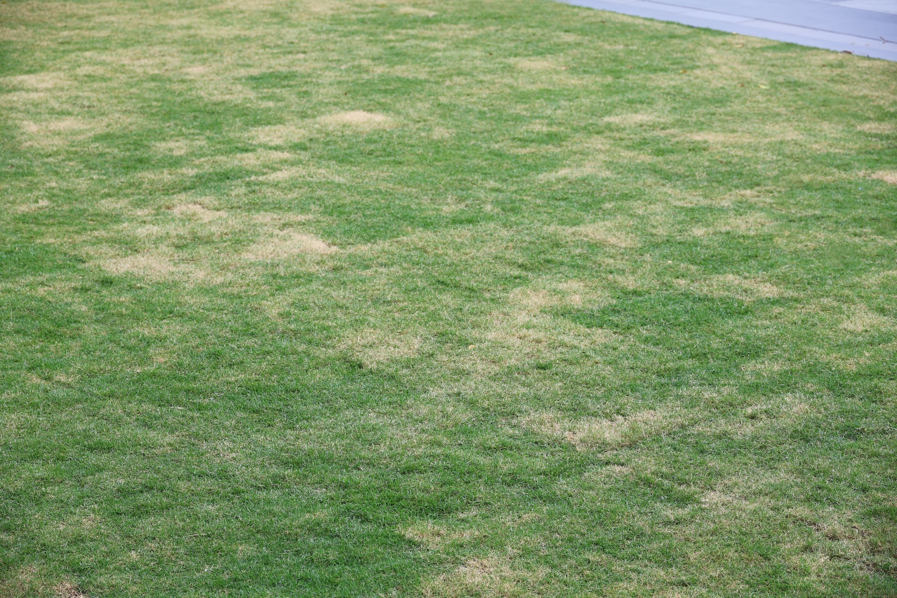 You are currently viewing We are (still) in a moderate to severe Drought in the Northern Virginia Area