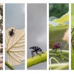 Spotted Lanternflies in Northern Virginia