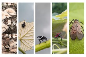 Read more about the article Spotted Lanternflies in Northern Virginia