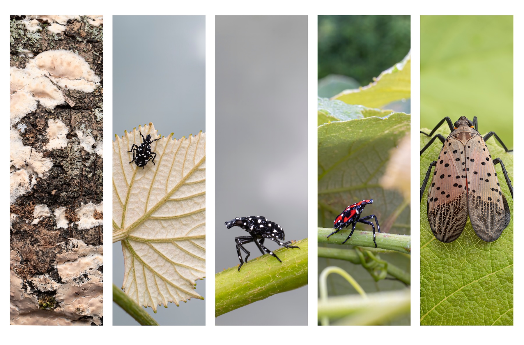 You are currently viewing Spotted Lanternflies in Northern Virginia
