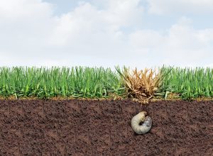 Read more about the article July Lawn Insects in Northern Virginia: Protect Your Turf from Summer Pest Damage