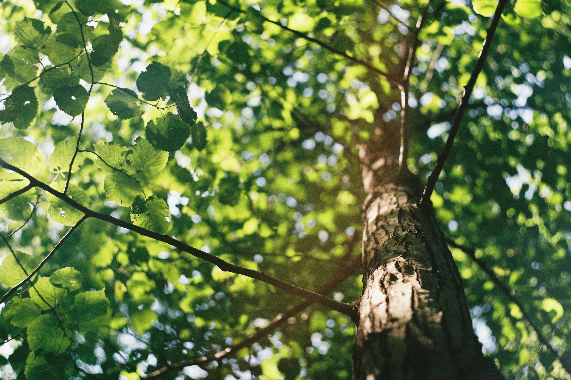 Read more about the article August Tree & Shrub Care in Fauquier, Prince William & Culpeper Counties